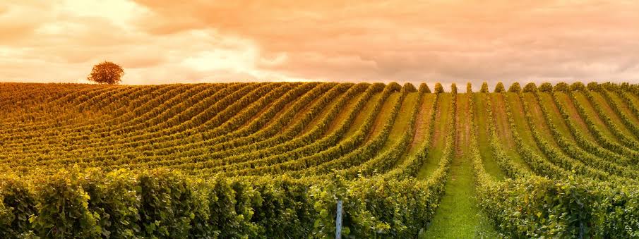 Rangs de vigne sur un coteau, lumière dorée de fin de journée