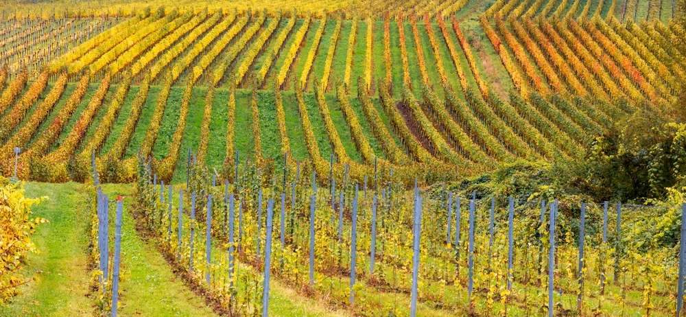 Vue aérienne de parcelles de vigne aux feuillages jaunes, orangés et verts en automne